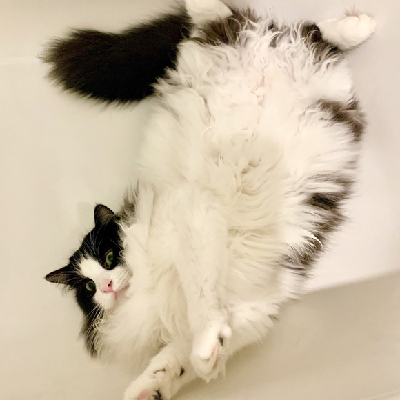 Meet your Posher, BB - Picture 10 of 10